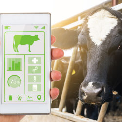 Alai Secure - Experiencia: Agricultura y ganadería